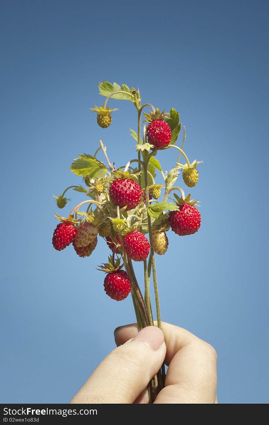 Wild strawberries