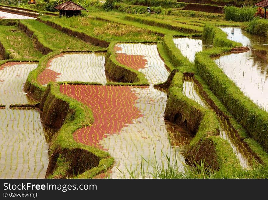 Rice terraces