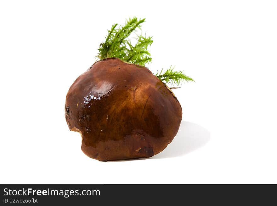 The Polish mushroom with a moss, photographed on a white background