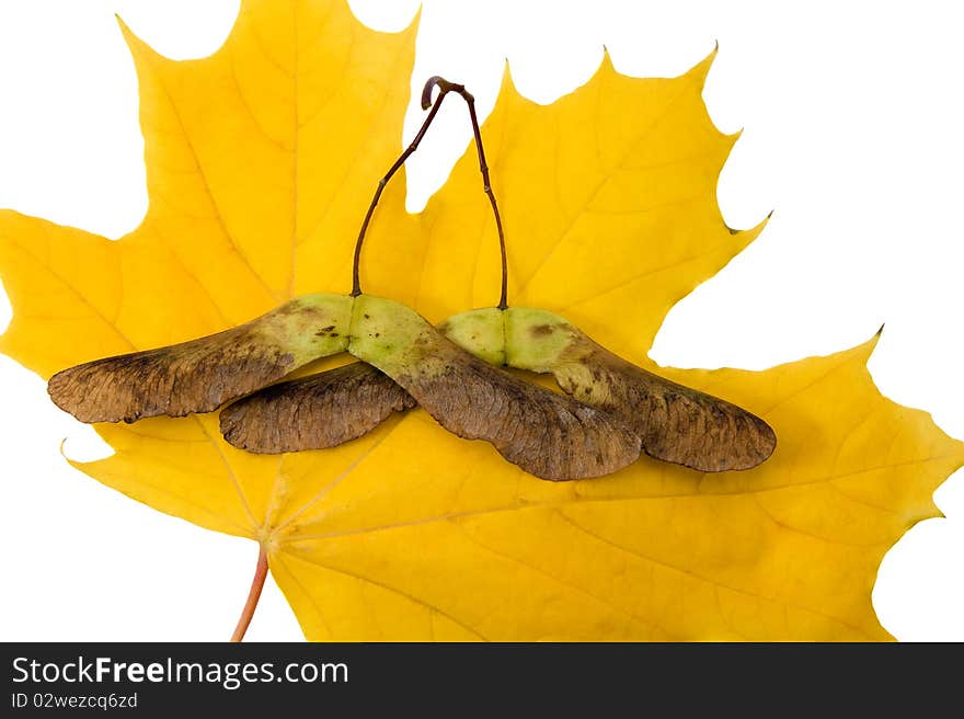 Yellow maple leaf on which maple seeds lie. Yellow maple leaf on which maple seeds lie