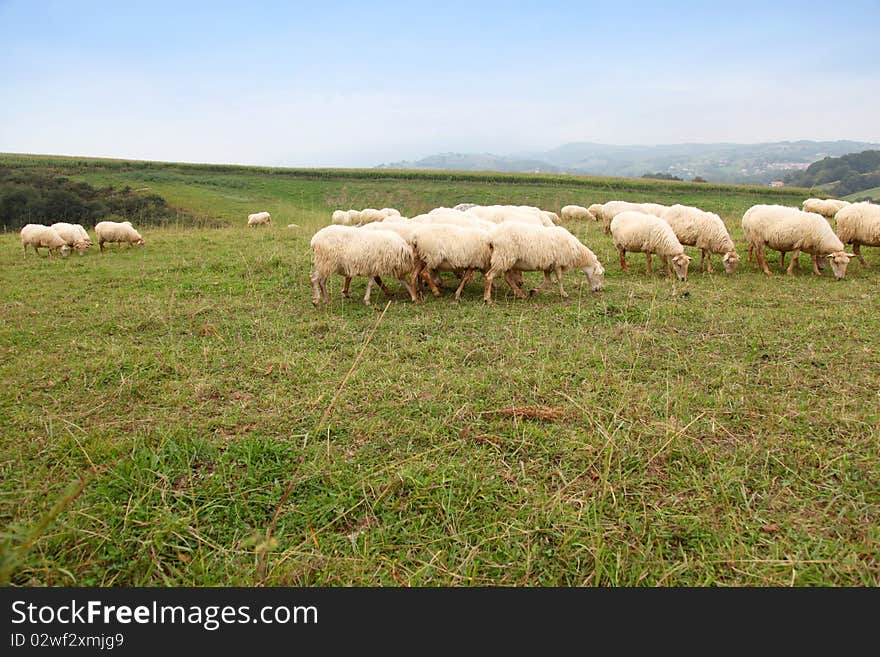 Sheep Herd Grazing In Nature