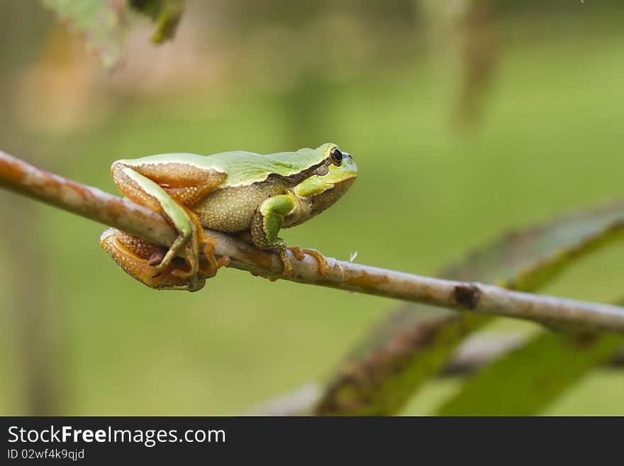 Tree frog hanging on a branch on blurry green background. Tree frog hanging on a branch on blurry green background