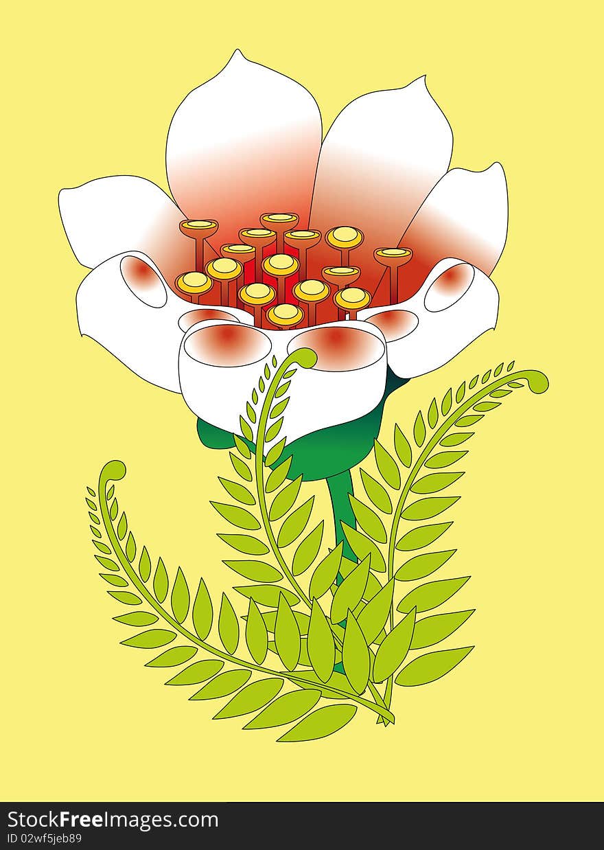 Flower