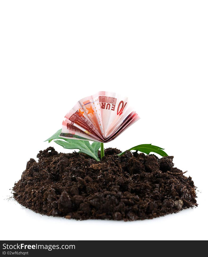 Banknote growing from the earth isolated on white. Banknote growing from the earth isolated on white