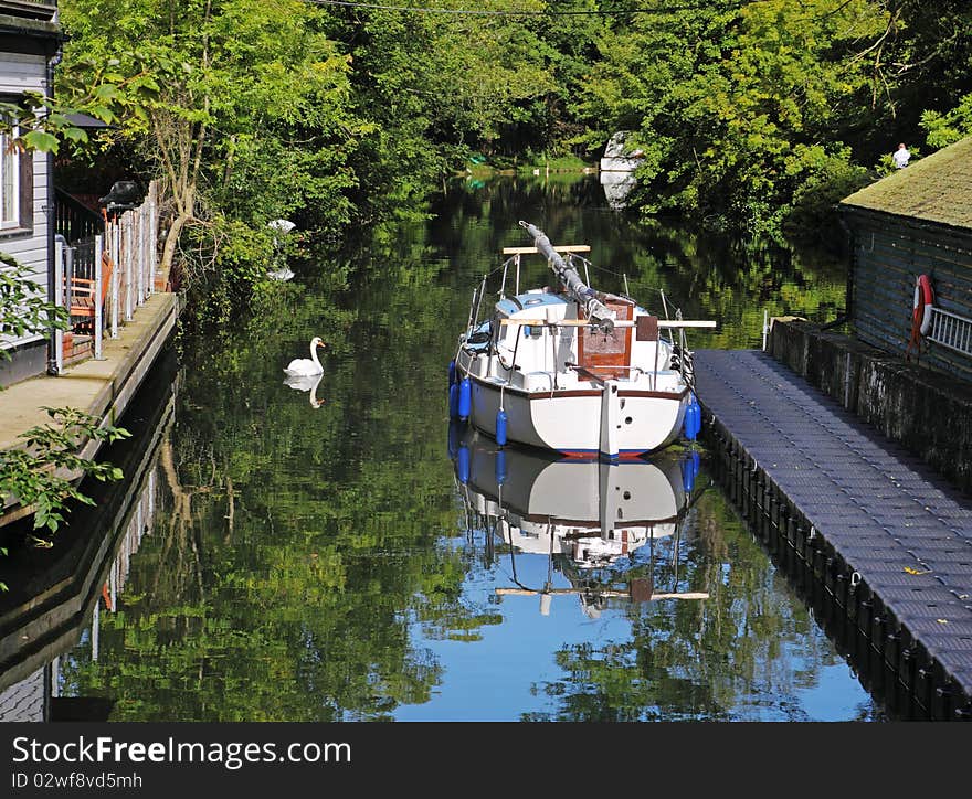 Mute Swan On A Peaceful Backwater