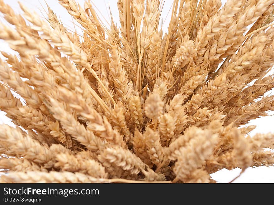 Wheat Ears