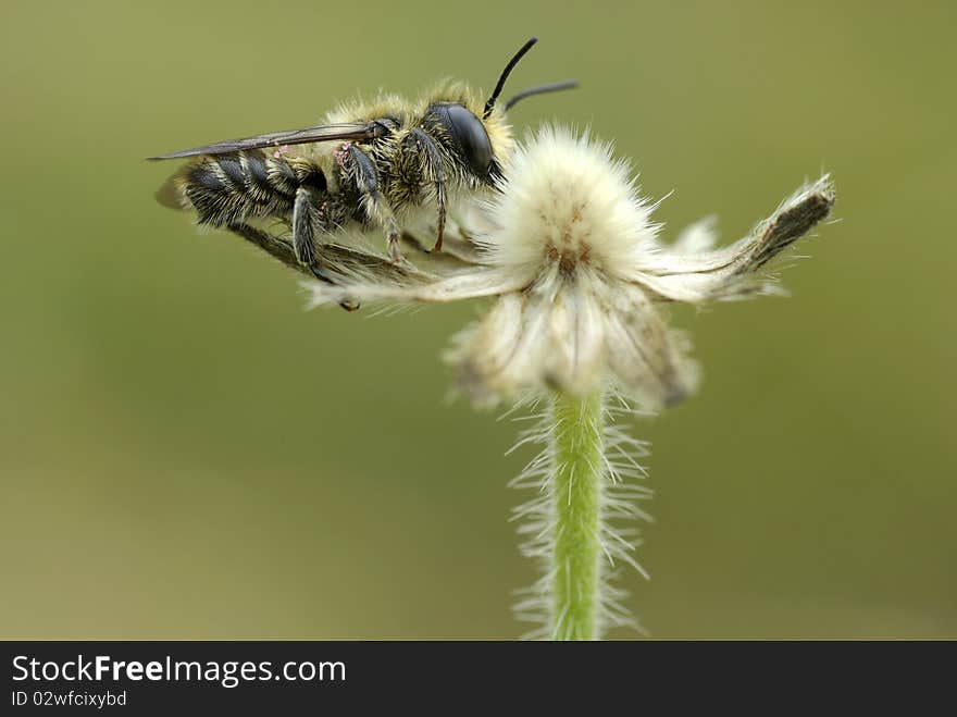 Bee gathers pollen sitting on a white flower