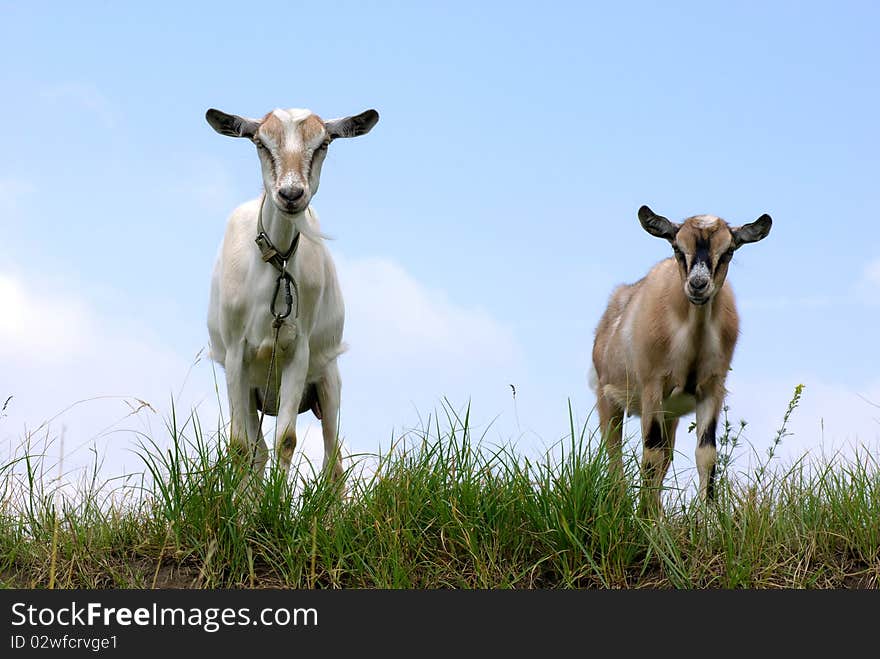 Two goats against the clear blue sky