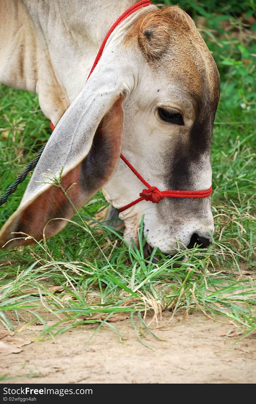 Cow eating grass, happily. Without anyone interrupting. Chiangmai, Thailand. Cow eating grass, happily. Without anyone interrupting. Chiangmai, Thailand