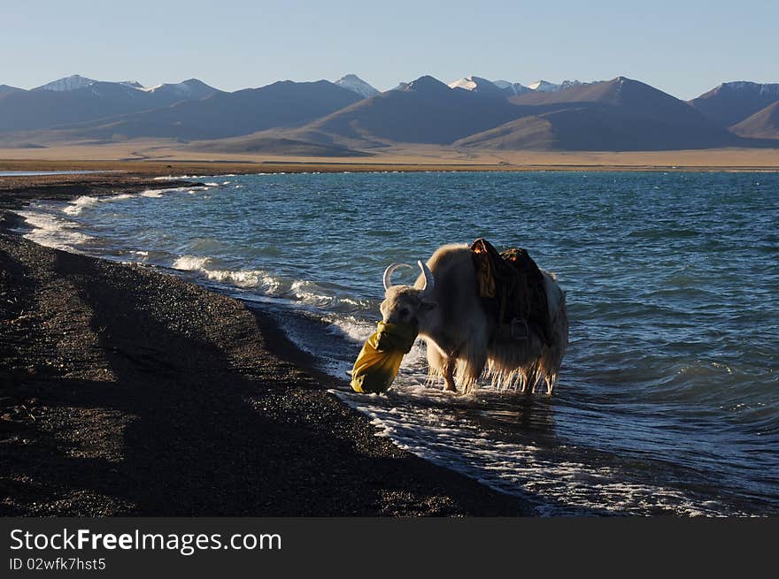 White Yak In Tibet