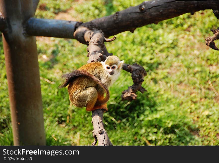 Chinese Golden Monkey