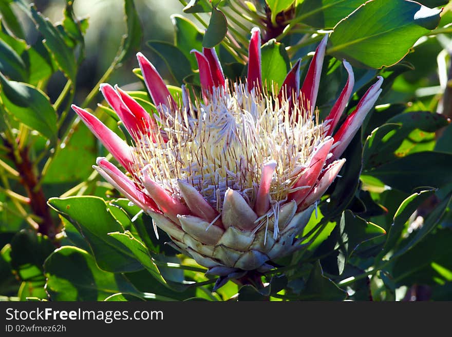 Protea flower in full bloom in a garden in South Africa