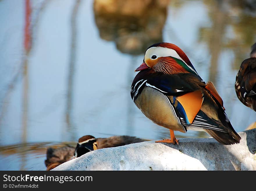 Magnificent feather, mandarin duck, brilliant feather