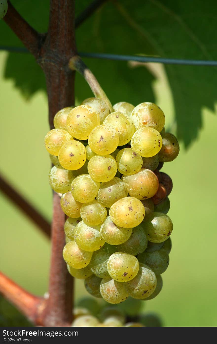 Green chardonnay grapes