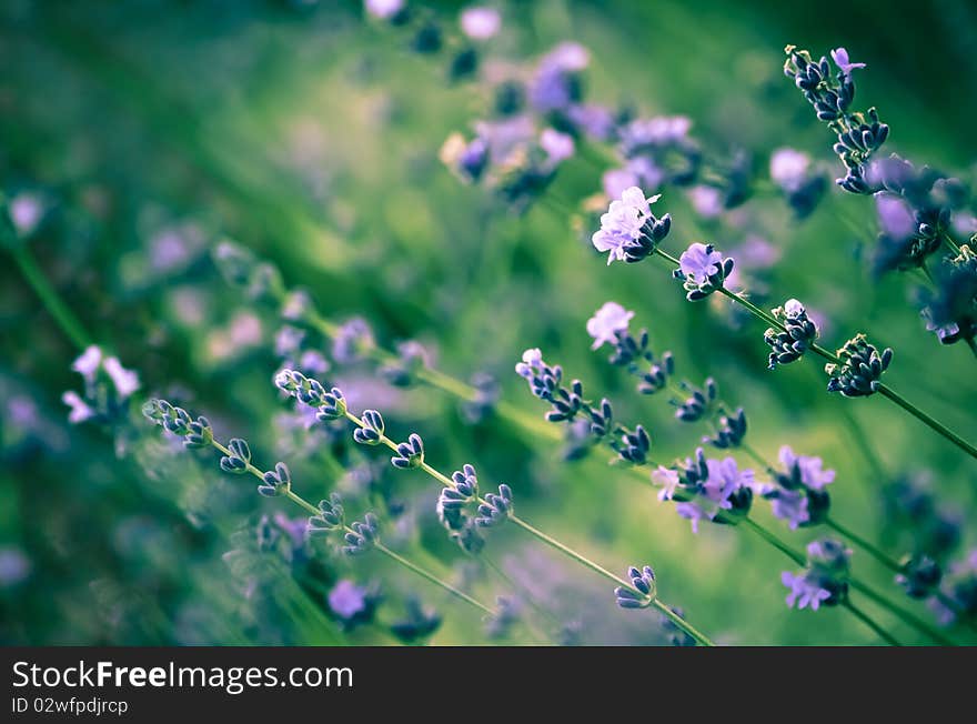 Lavender. A summer meadow.Wild flowers