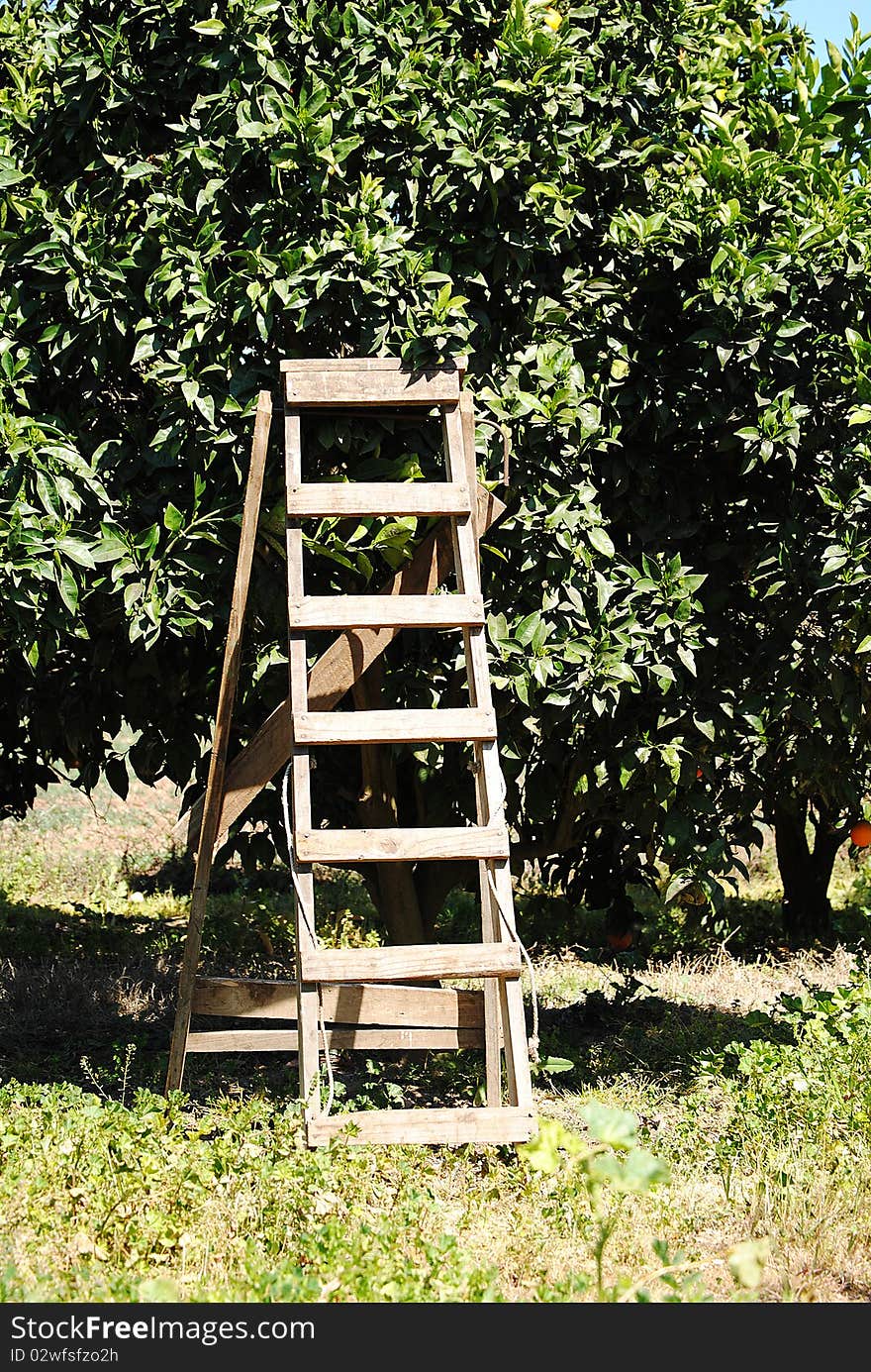 Stair to harvest