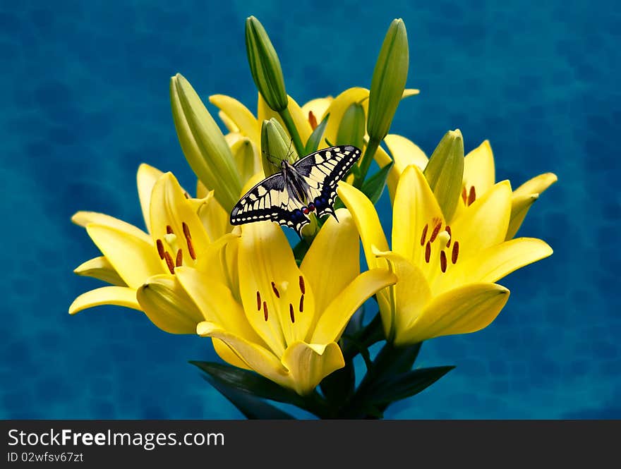 Lilie s Swallowtail on blue