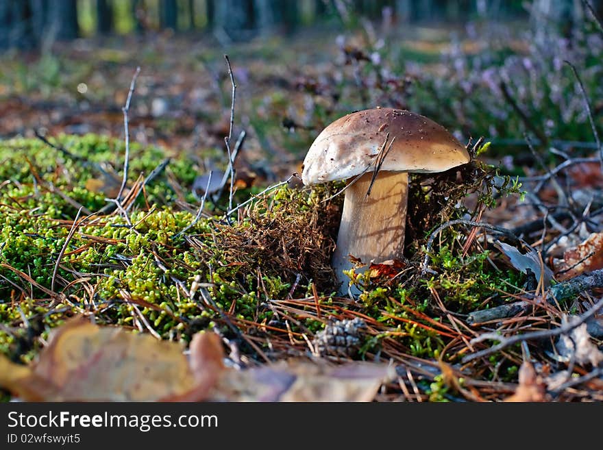 Wonderful Boletus