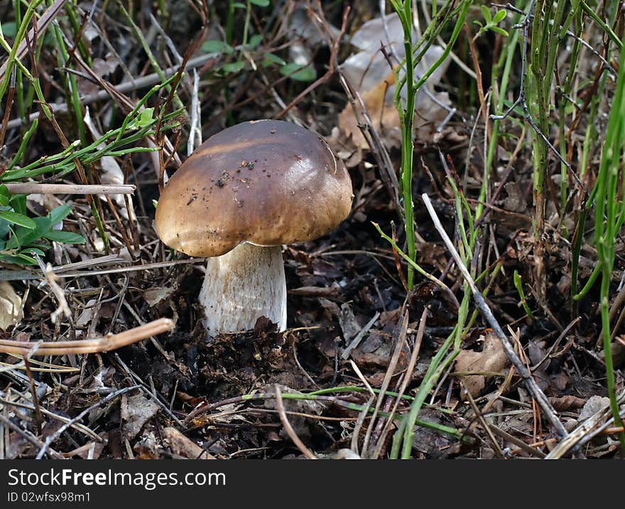 Mushroom in the woods