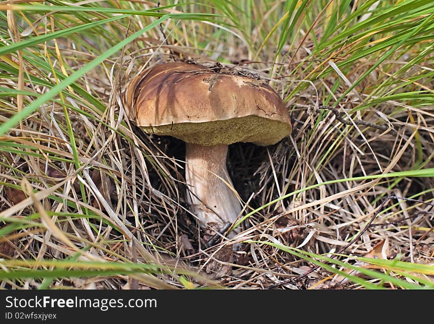 Mushroom, hid in the grass