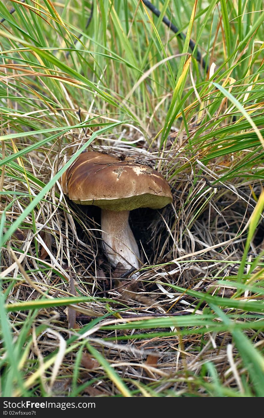 Mushroom, hid in the grass (vertical)