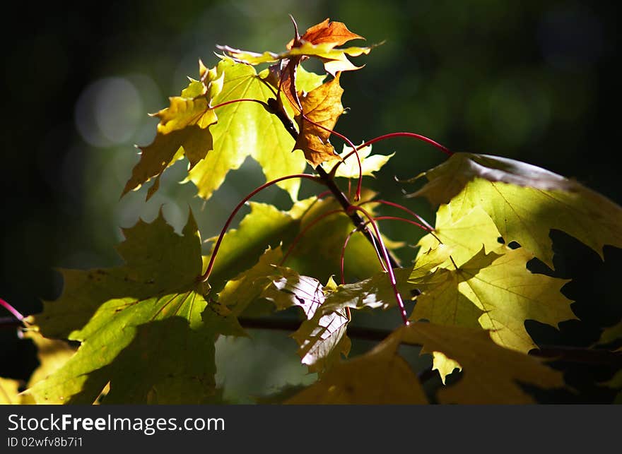 Maple Branch With Leafs