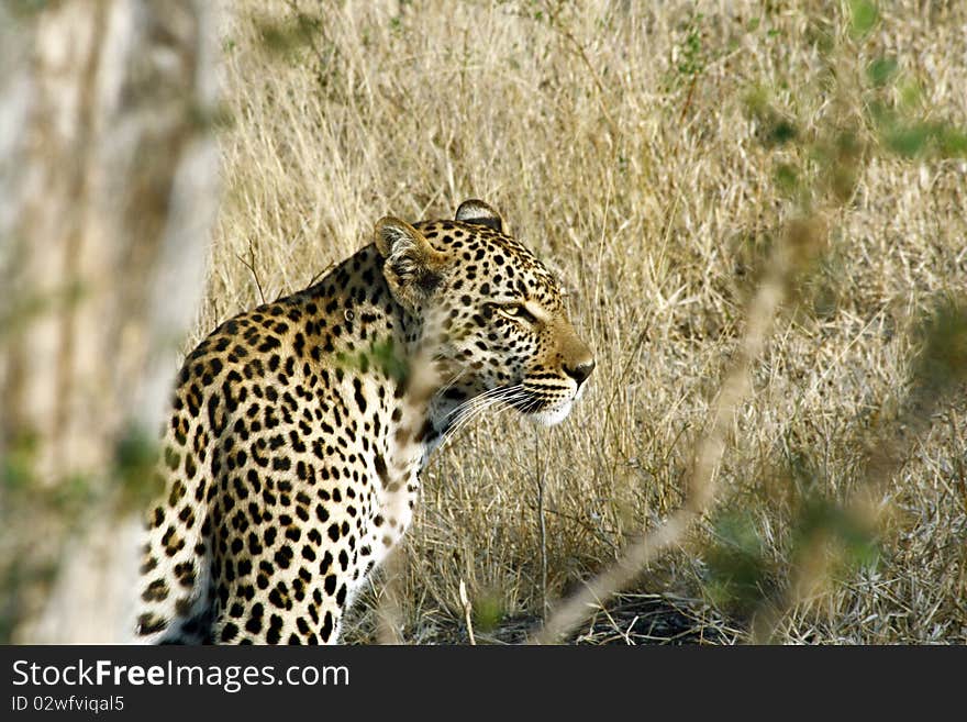 Leopard guarding his catch in the African bush. Leopard guarding his catch in the African bush