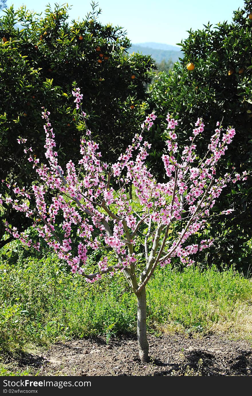 Fruit tree with flowers in time of spring, season of flowering. Fruit tree with flowers in time of spring, season of flowering.