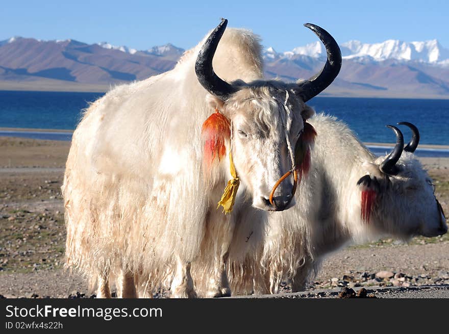 White Yaks In Tibet