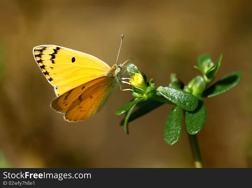 The orange fish fin butterfly having breakfast.