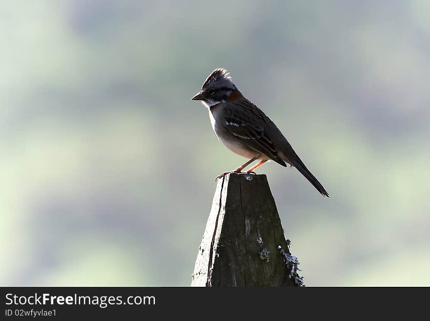 Bird, Gorrión.