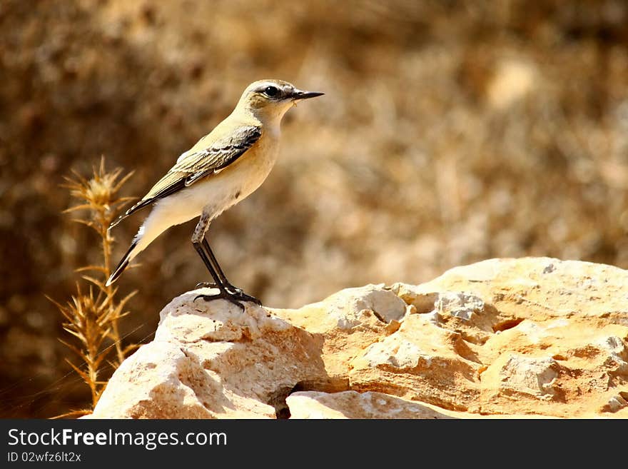 The short pants song bird sunbathing on a rock. The short pants song bird sunbathing on a rock.