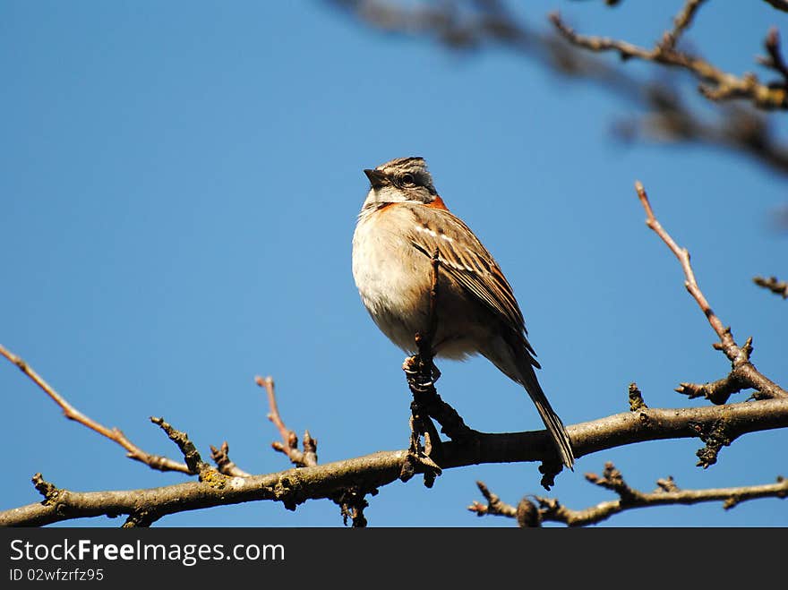 Bird, Gorrion.