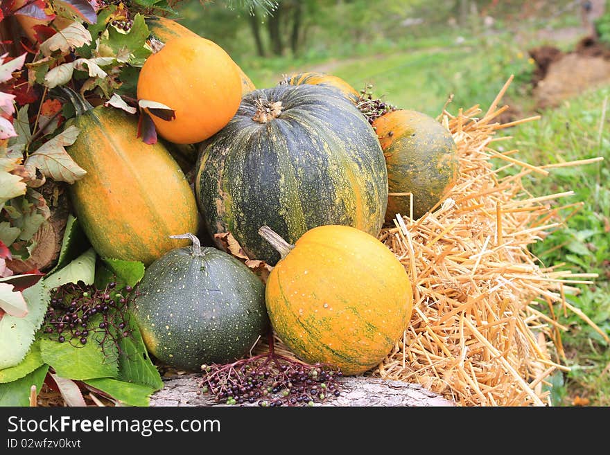 Colorful Pumpkins