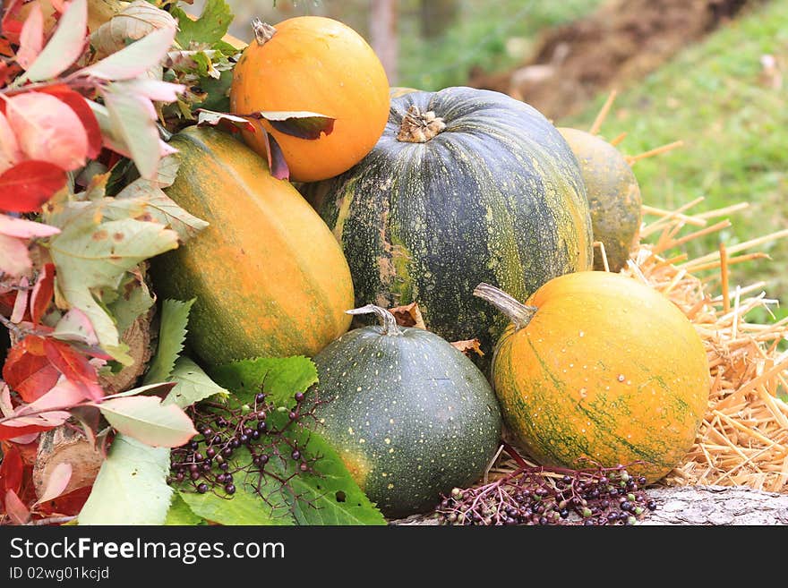 Colorful pumpkins collection fall arrangement with vegetables