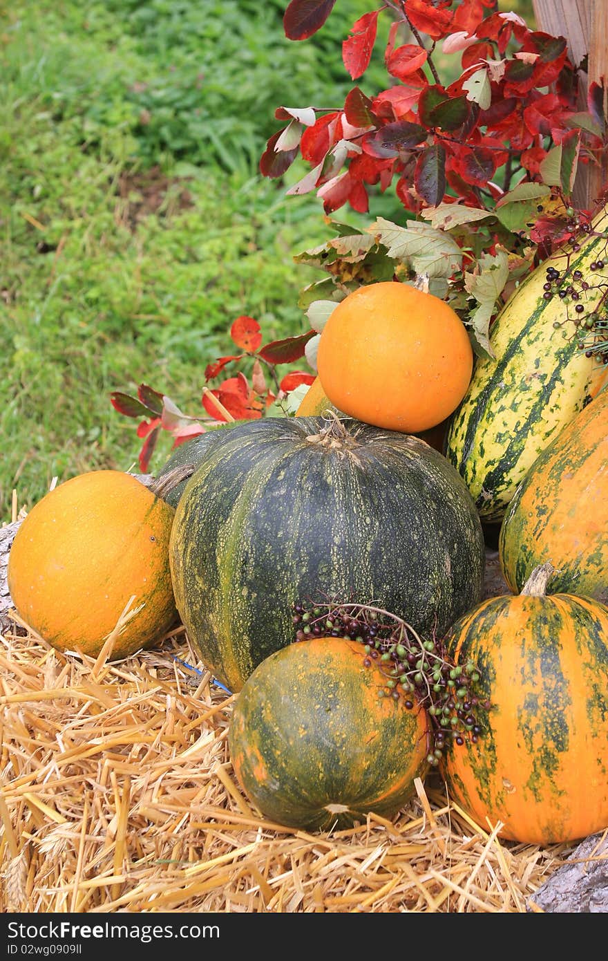 Colorful pumpkins collection fall arrangement with vegetables