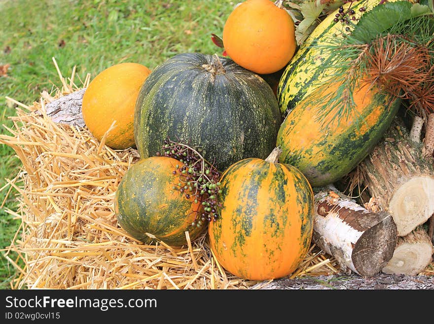 Colorful pumpkins collection fall arrangement with vegetables