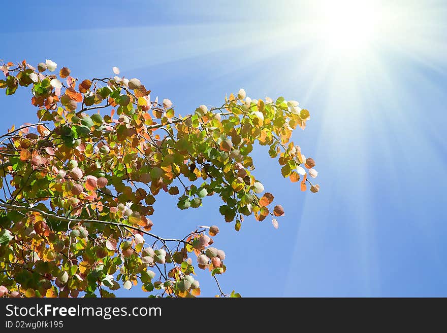 Aspen branches shined with the sun. Aspen branches shined with the sun