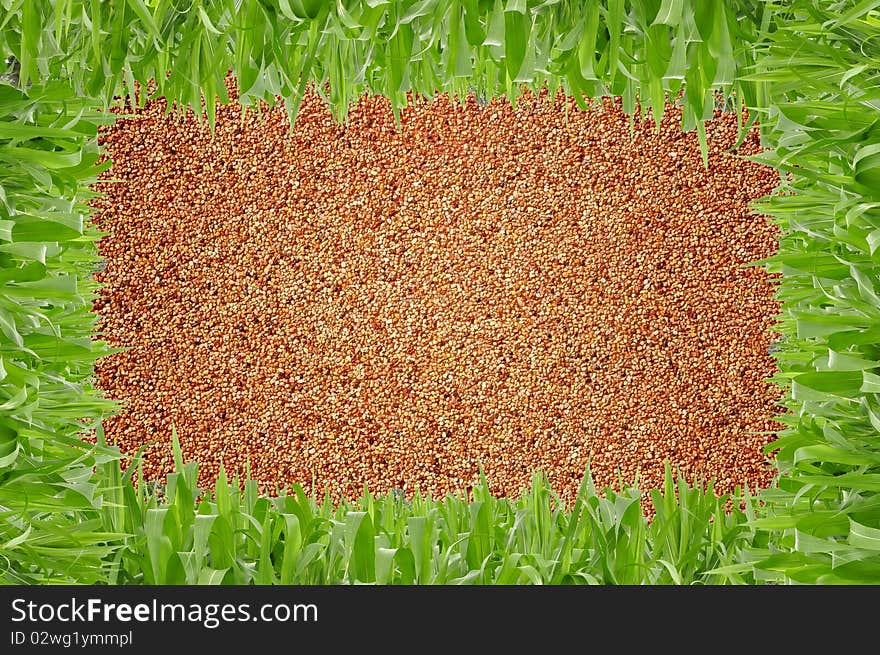 Square grass shape in front of sand background. Square grass shape in front of sand background