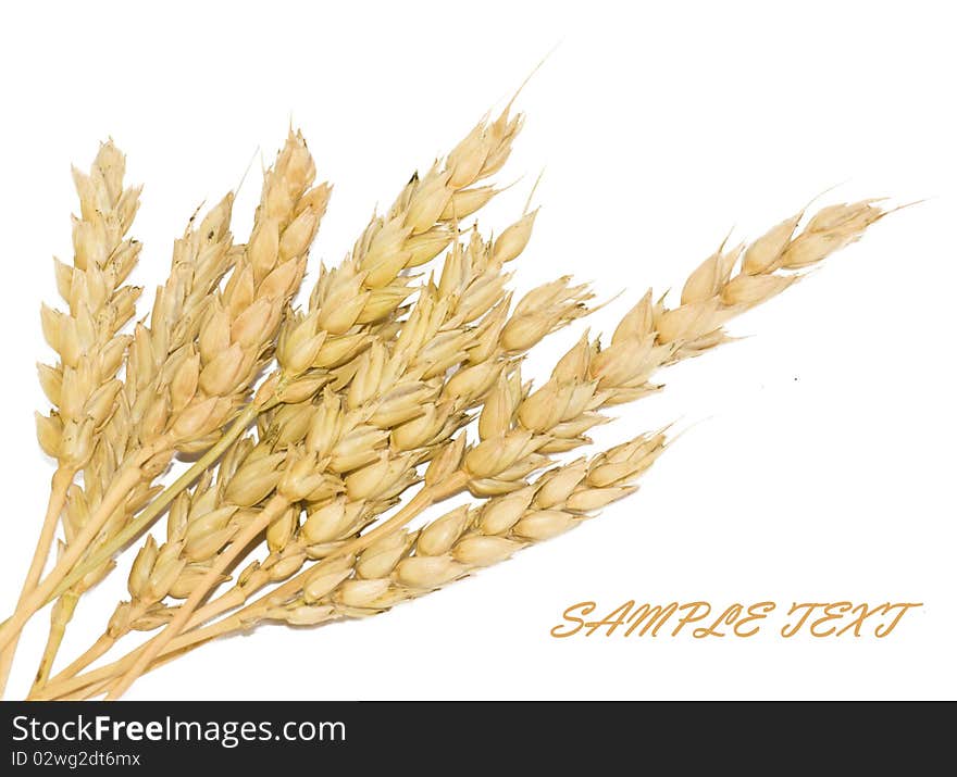 Wheat cones isolated on white background