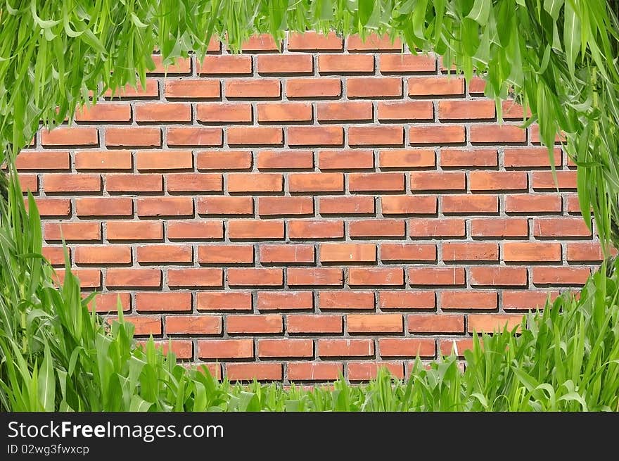 Eye shape grass in front of brick wall background