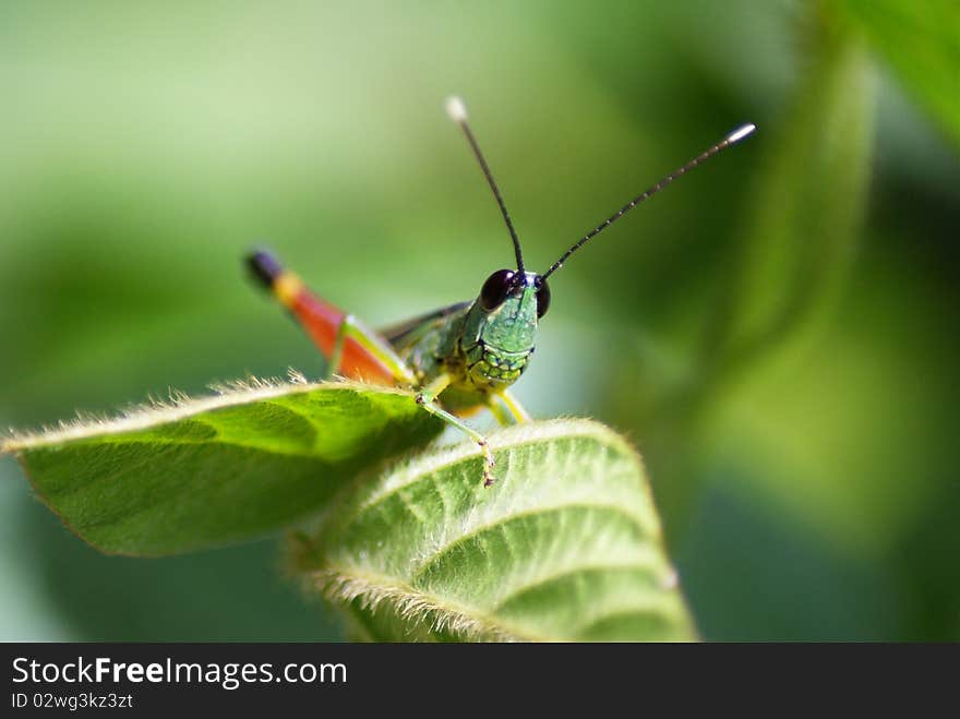 Grasshopper on the leaf