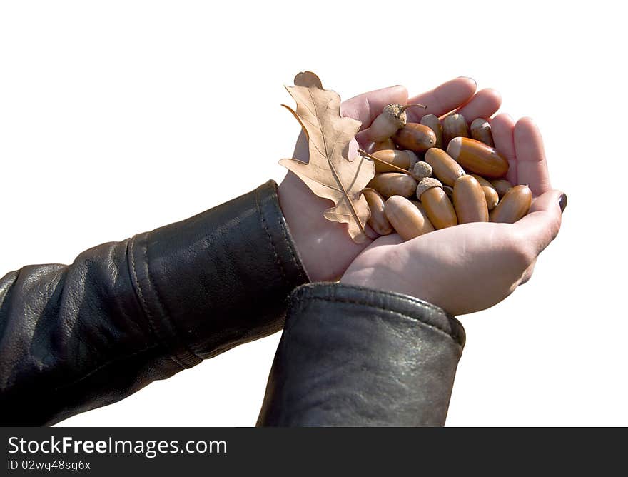 Female hands holding a handful of acorns on white background. Isolation