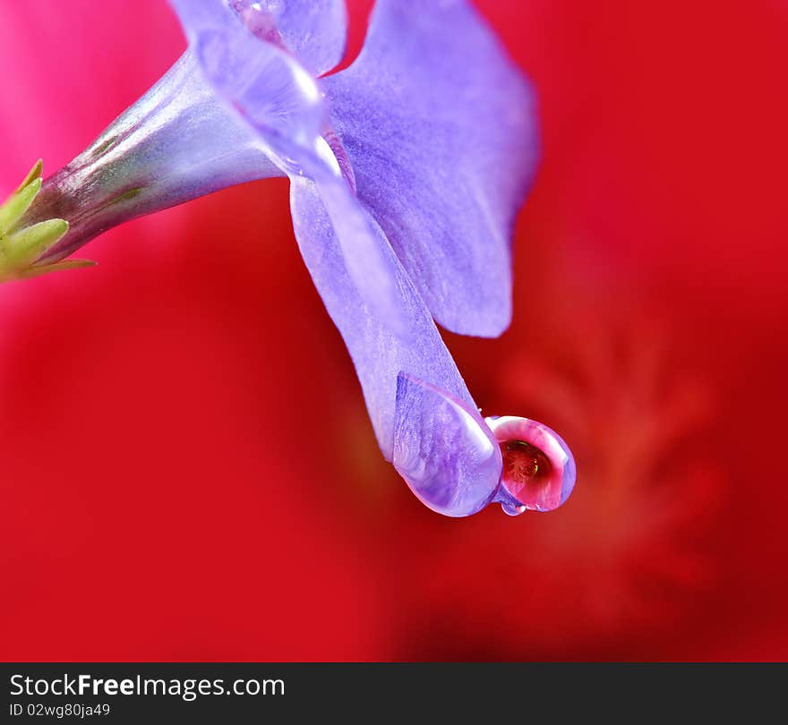 Drops on periwinkle flower - hibiscus mirroring