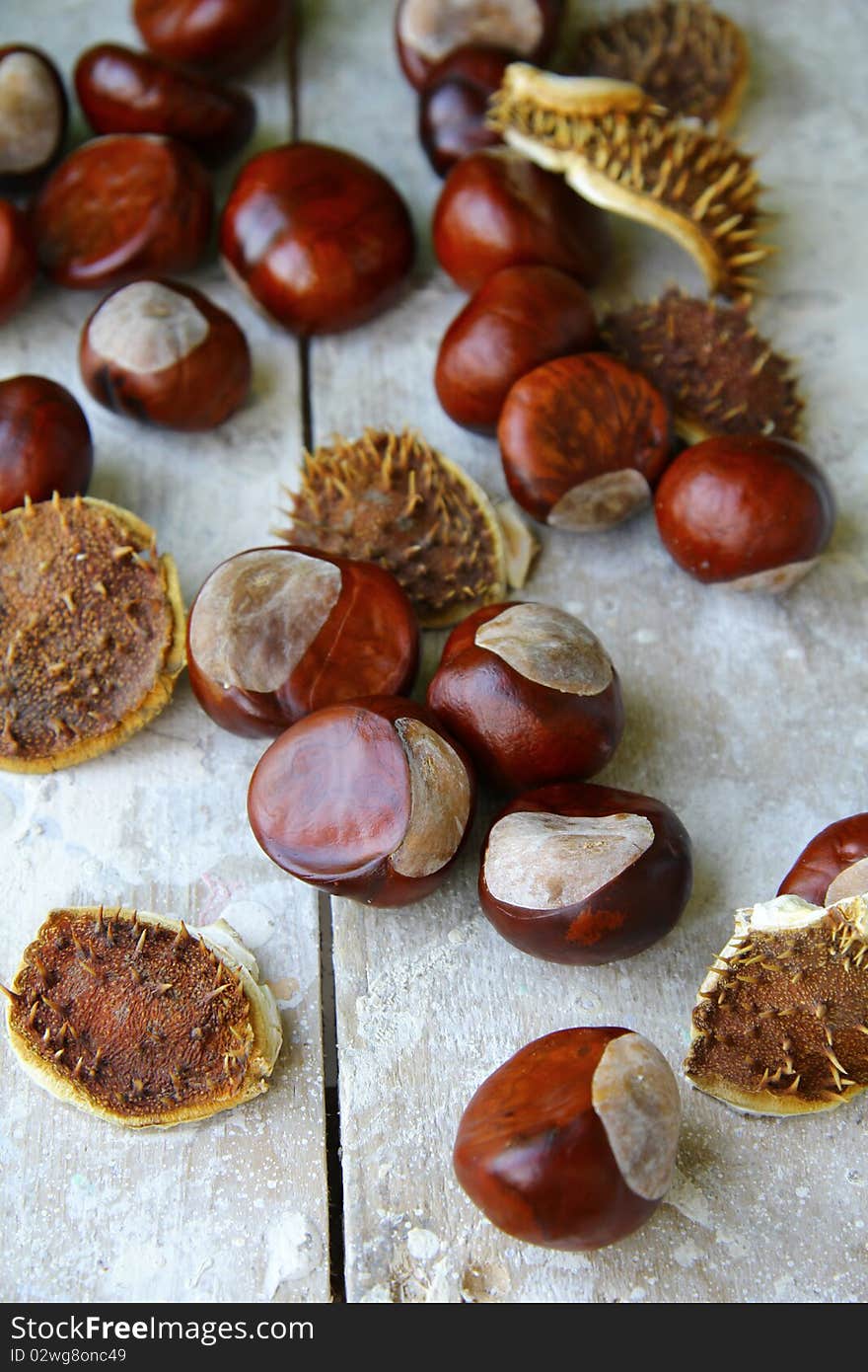 many chestnut trees with leaves on wooden table. many chestnut trees with leaves on wooden table