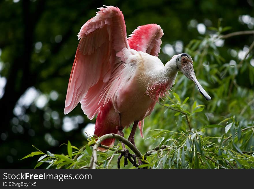 Roseate Spoonbill