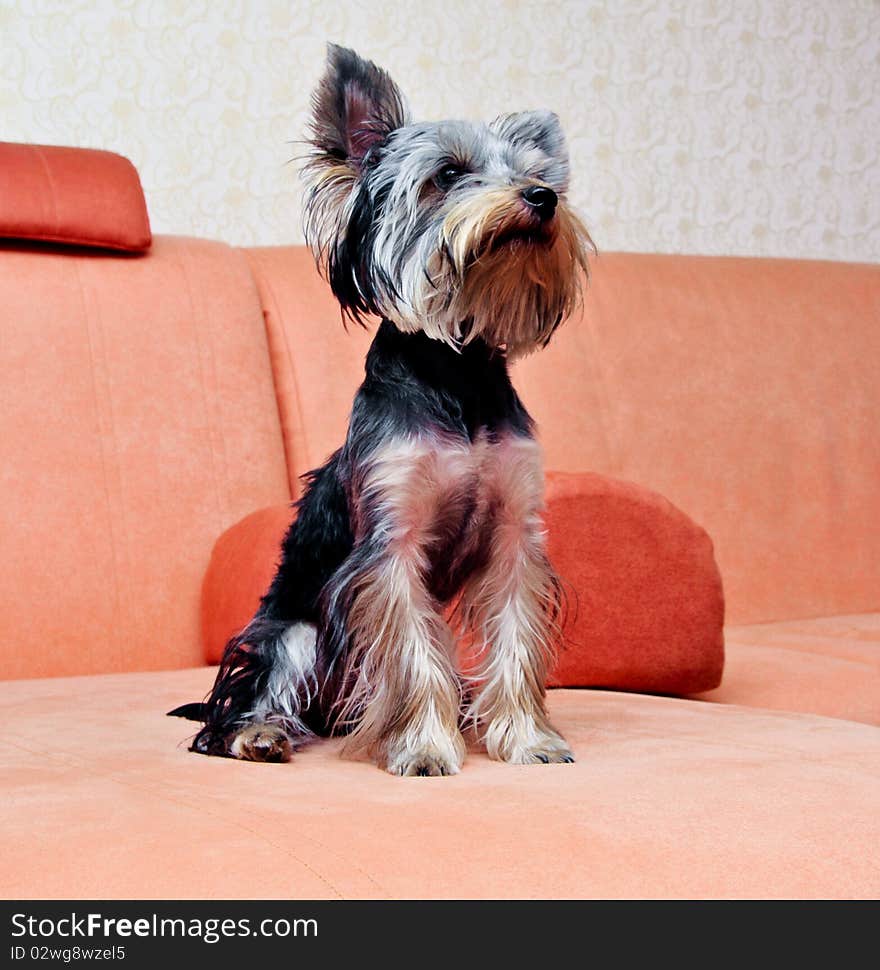 Small puppy yorkshire a terrier curious. Small puppy yorkshire a terrier curious