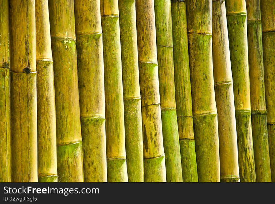 The group of bamboo wall in countryside