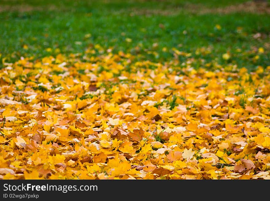 Leaf fall a background from yellow maple leaves. Leaf fall a background from yellow maple leaves