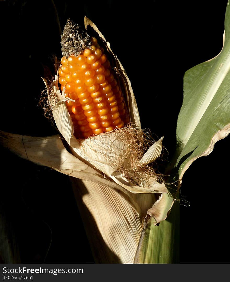 An overly ripe ear of corn in a field in the Andalusian province of Granada, Spain. An overly ripe ear of corn in a field in the Andalusian province of Granada, Spain.